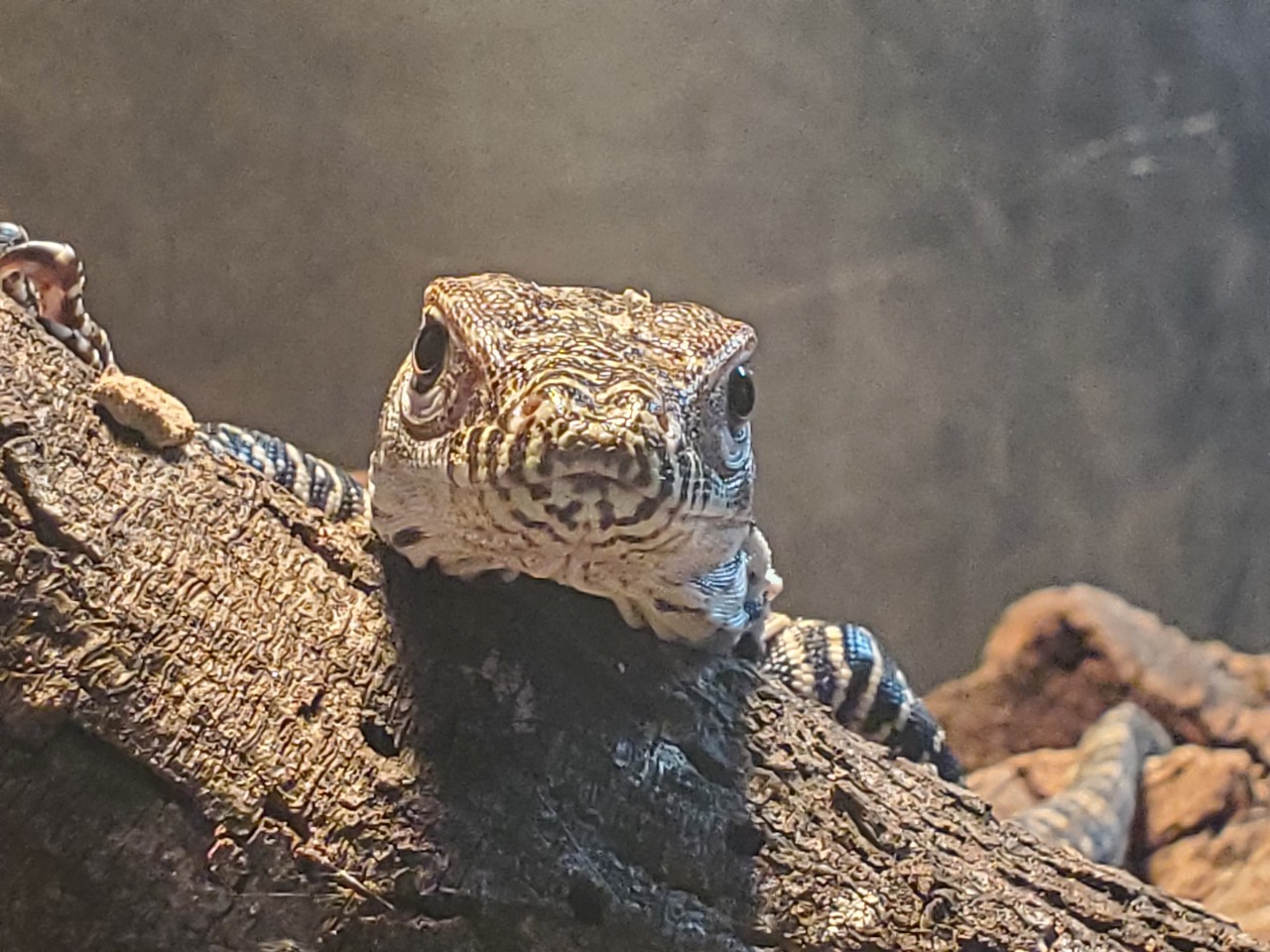 Baby Komodo Dragons hatched at the San Antonio Zoo!
